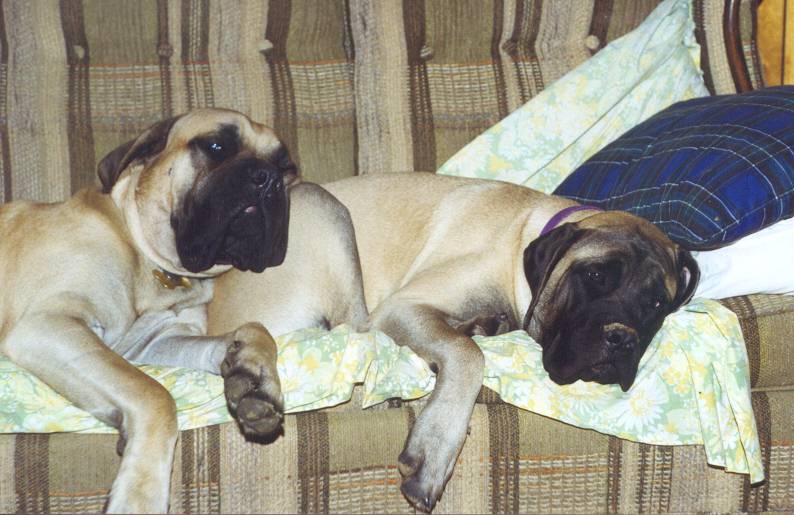 couch potatoes