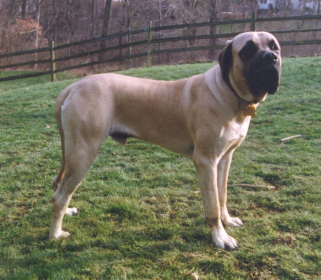 Bull at 12 months