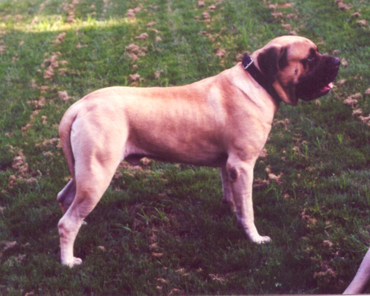 Bull at 3yrs - again ?
