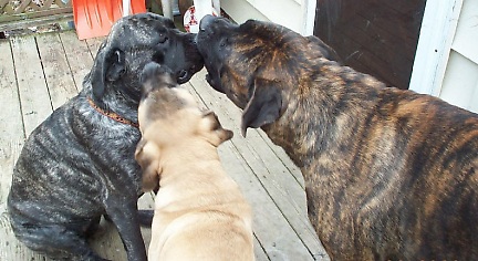 fawn brindle on the left and 
apricot brindle on the right