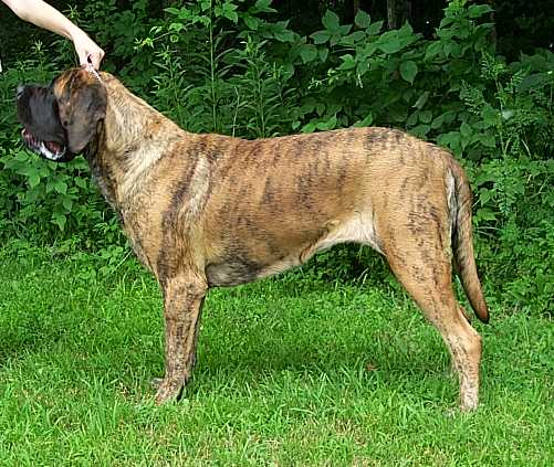 typically called a reverse brindle